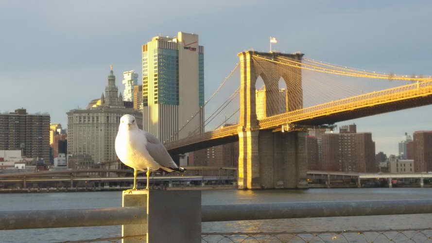 NYC_2017-11-26 15-59-29_CELL_20171126_155929